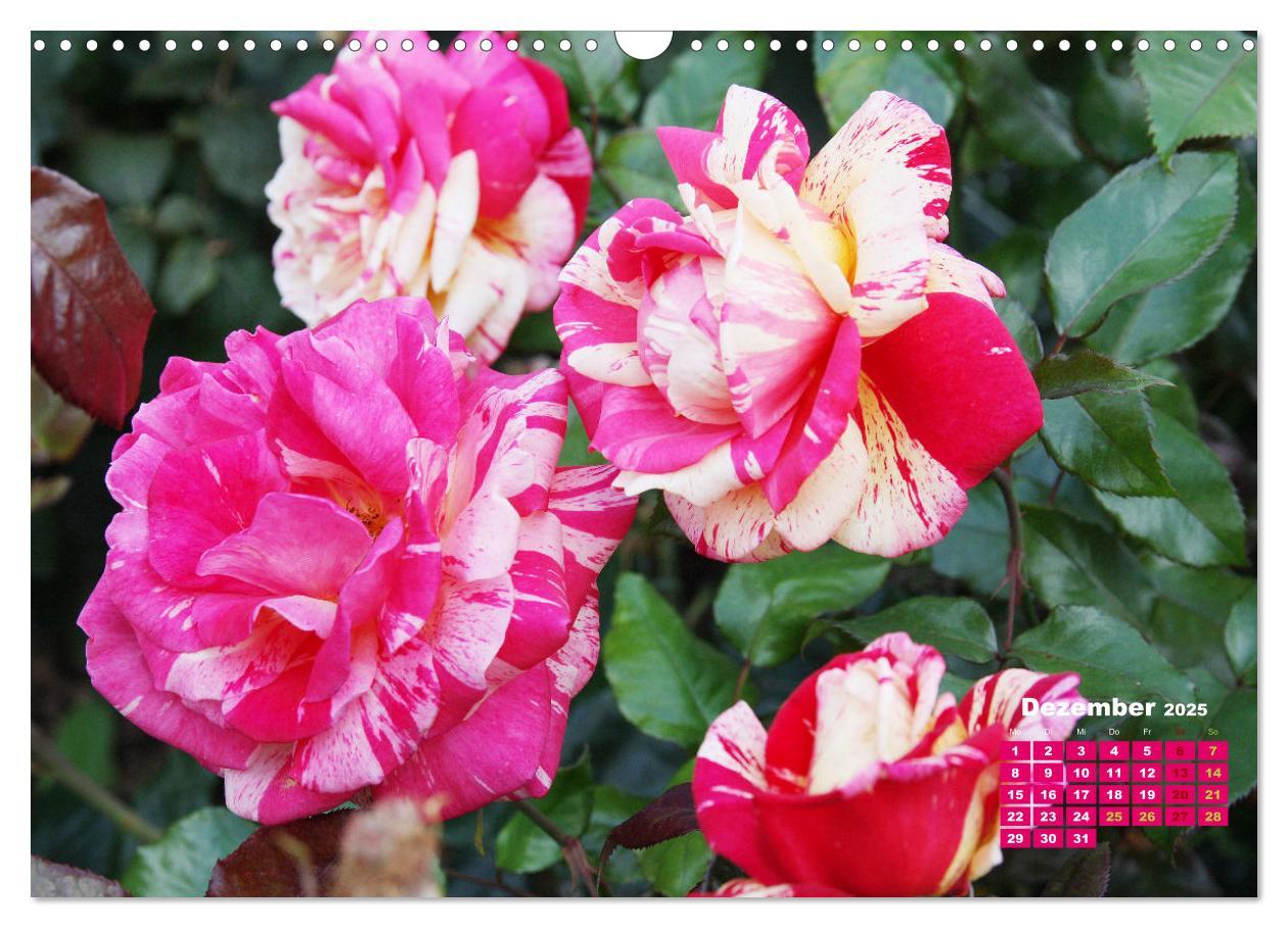 Bild: 9783383989124 | Urlaub im Garten (Wandkalender 2025 DIN A3 quer), CALVENDO...