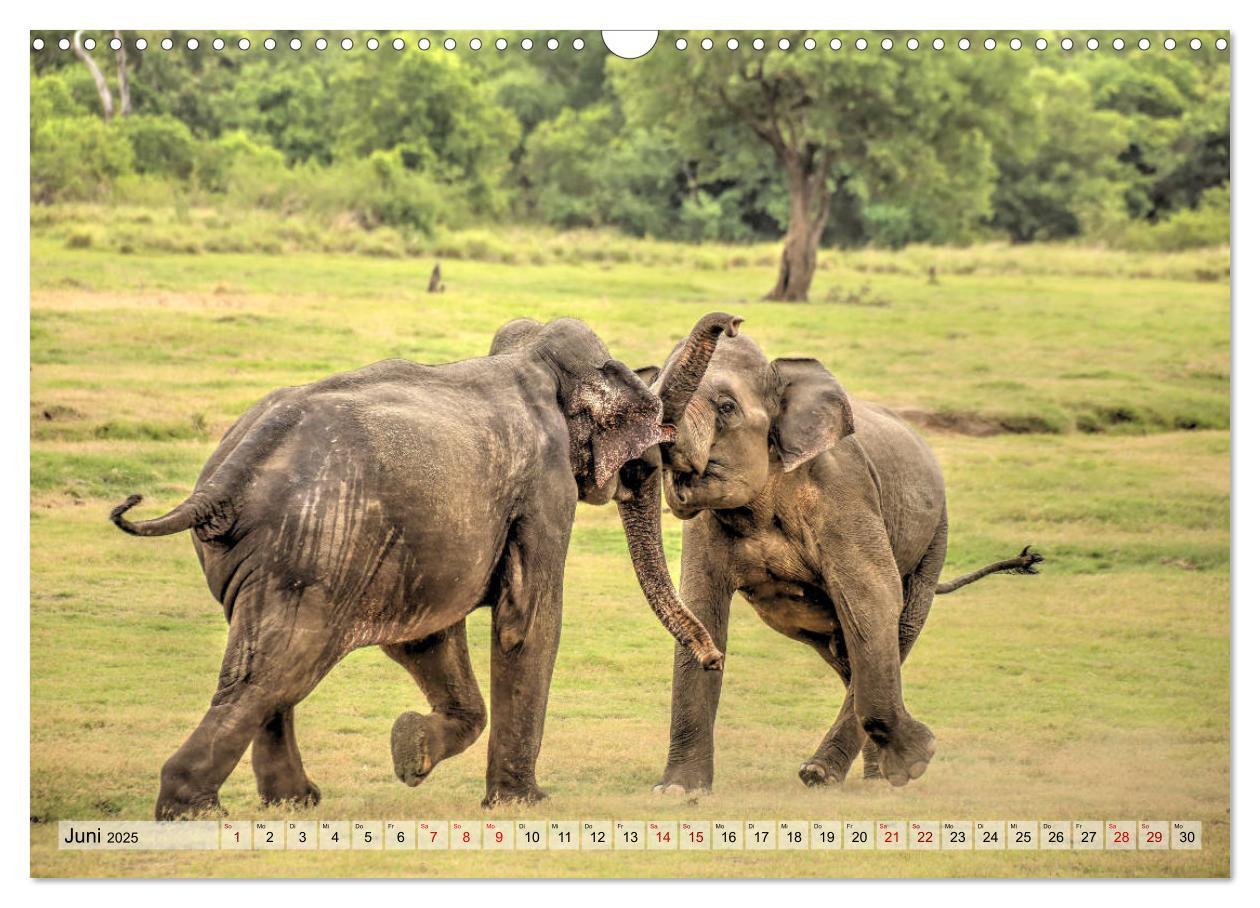 Bild: 9783435259090 | Sri Lanka - Tempel, Tee und Elefanten (Wandkalender 2025 DIN A3...