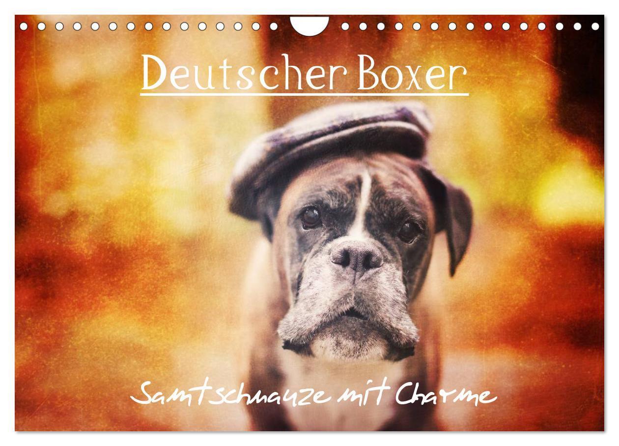 Cover: 9783435614523 | Deutscher Boxer (Wandkalender 2025 DIN A4 quer), CALVENDO...