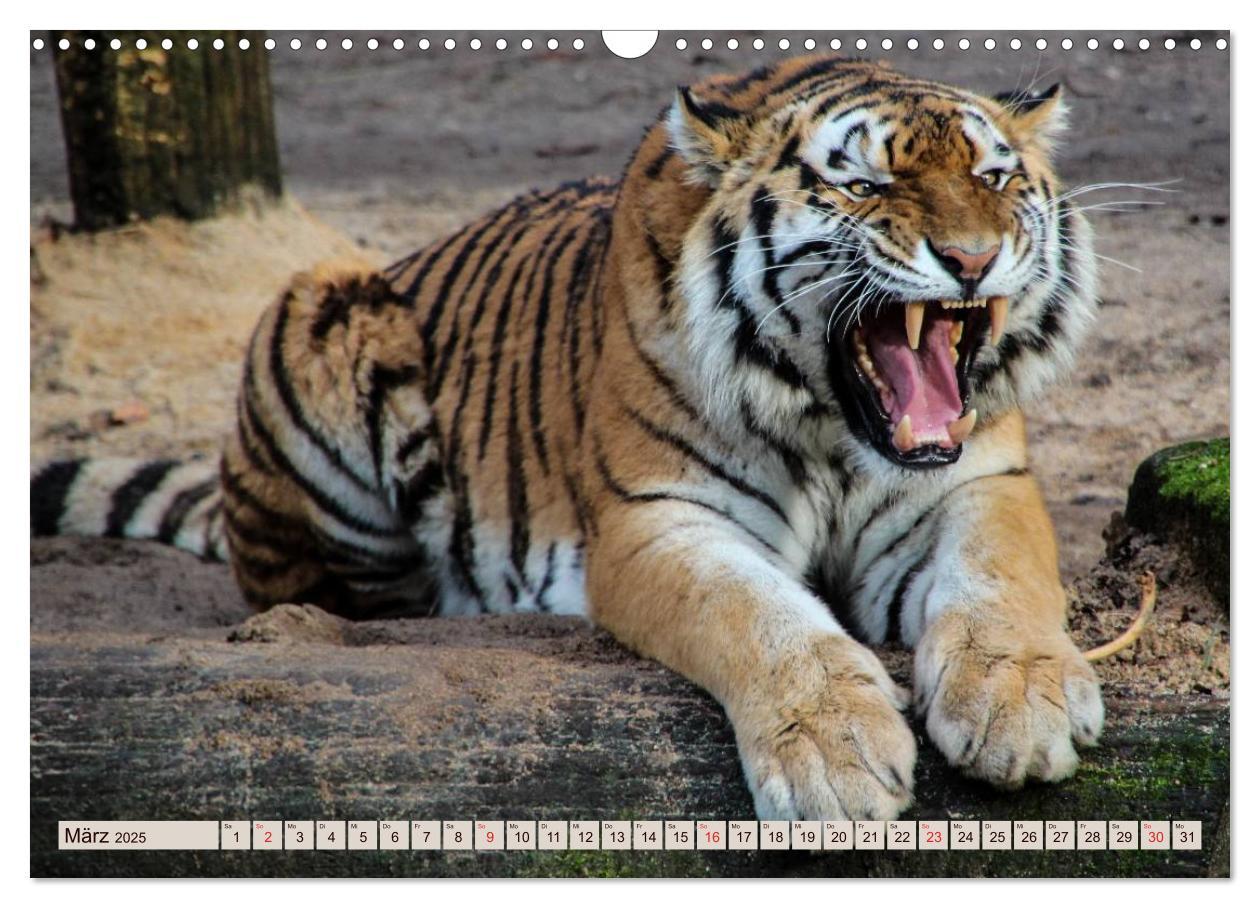 Bild: 9783435738533 | Tiger. Gestreift, wild u. schön (Wandkalender 2025 DIN A3 quer),...