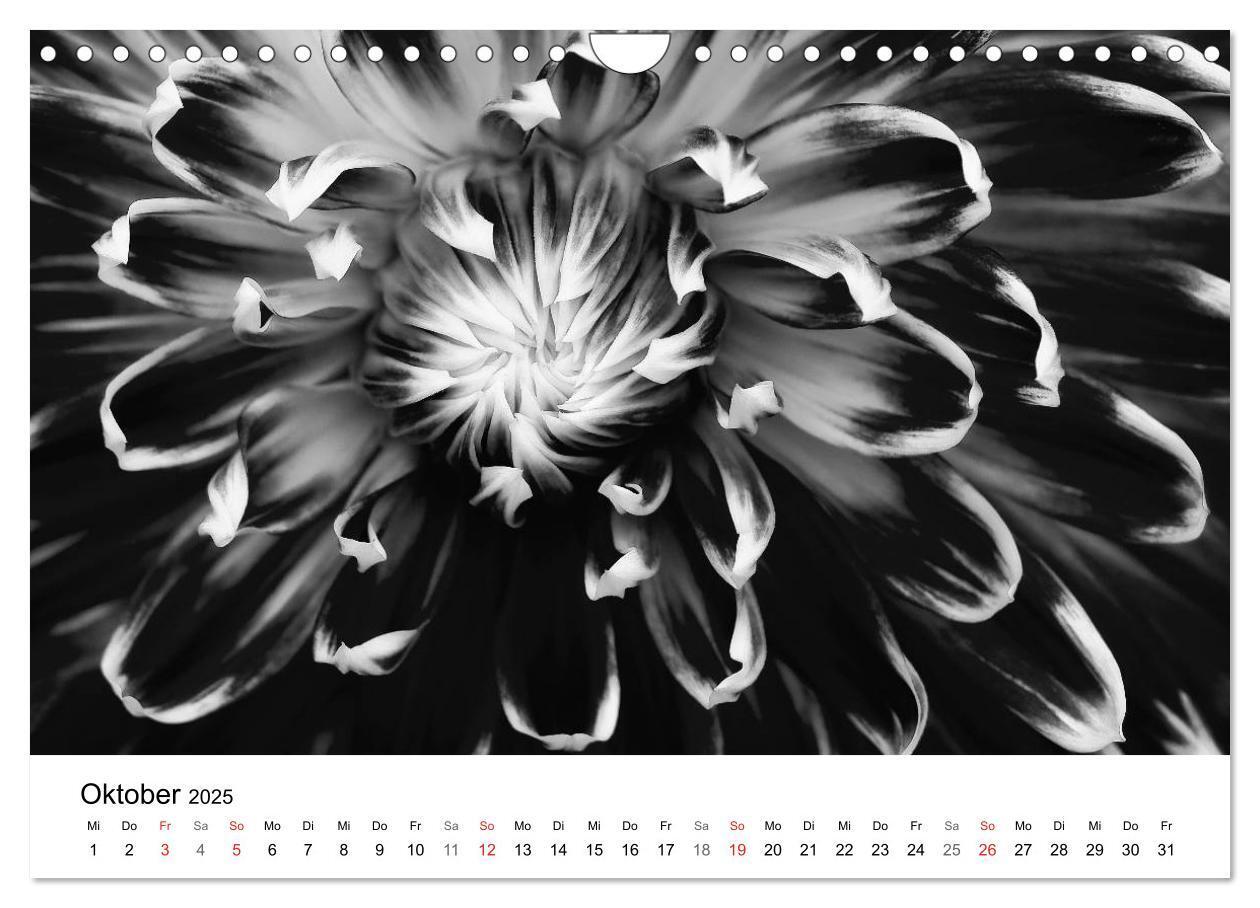 Bild: 9783435643356 | Blumen 2025, Schwarz-Weiß (Wandkalender 2025 DIN A4 quer), CALVENDO...