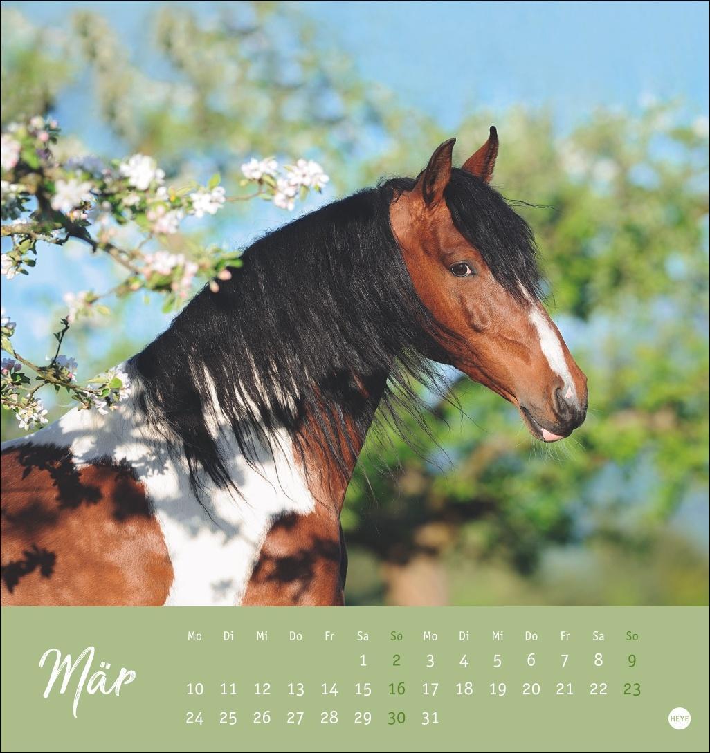 Bild: 9783756407040 | Pferde Postkartenkalender 2025 - Starke Freunde | Kalender | 13 S.