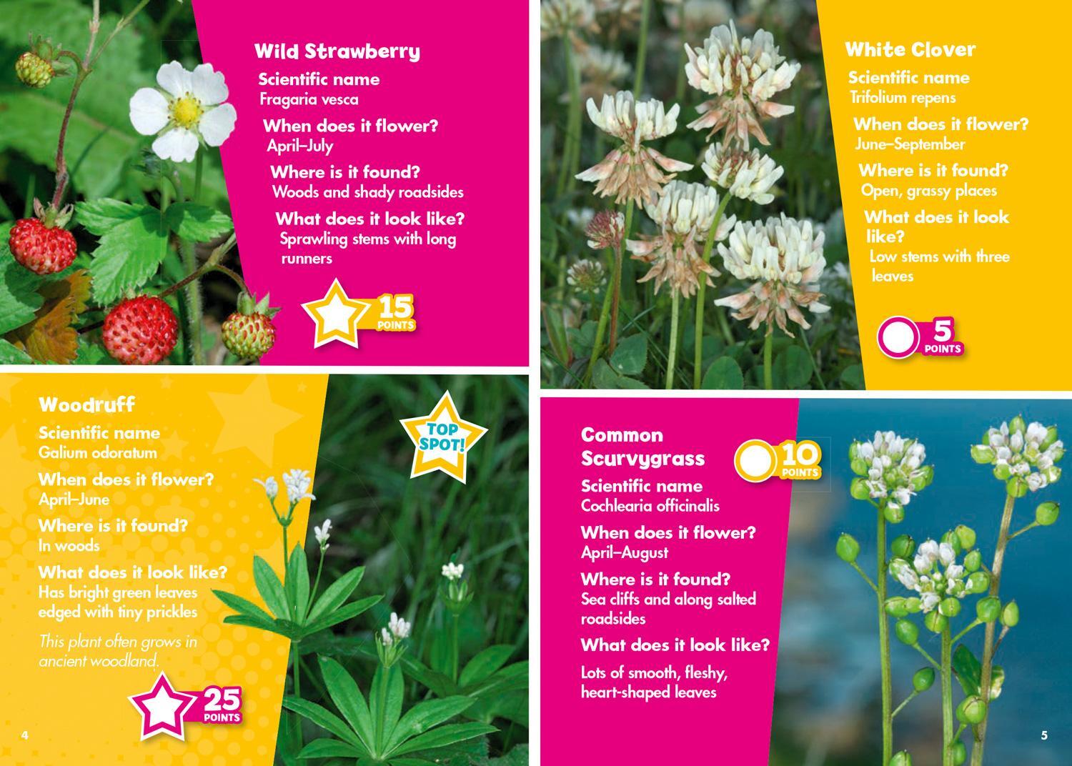 Bild: 9780008431723 | i-SPY Wildflowers | Spy it! Score it! | I-Spy | Taschenbuch | Englisch