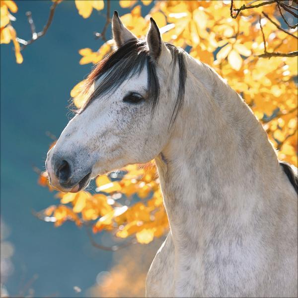 Bild: 9783731876380 | Horses 2025 | Verlag Korsch | Kalender | 13 S. | Deutsch | 2025