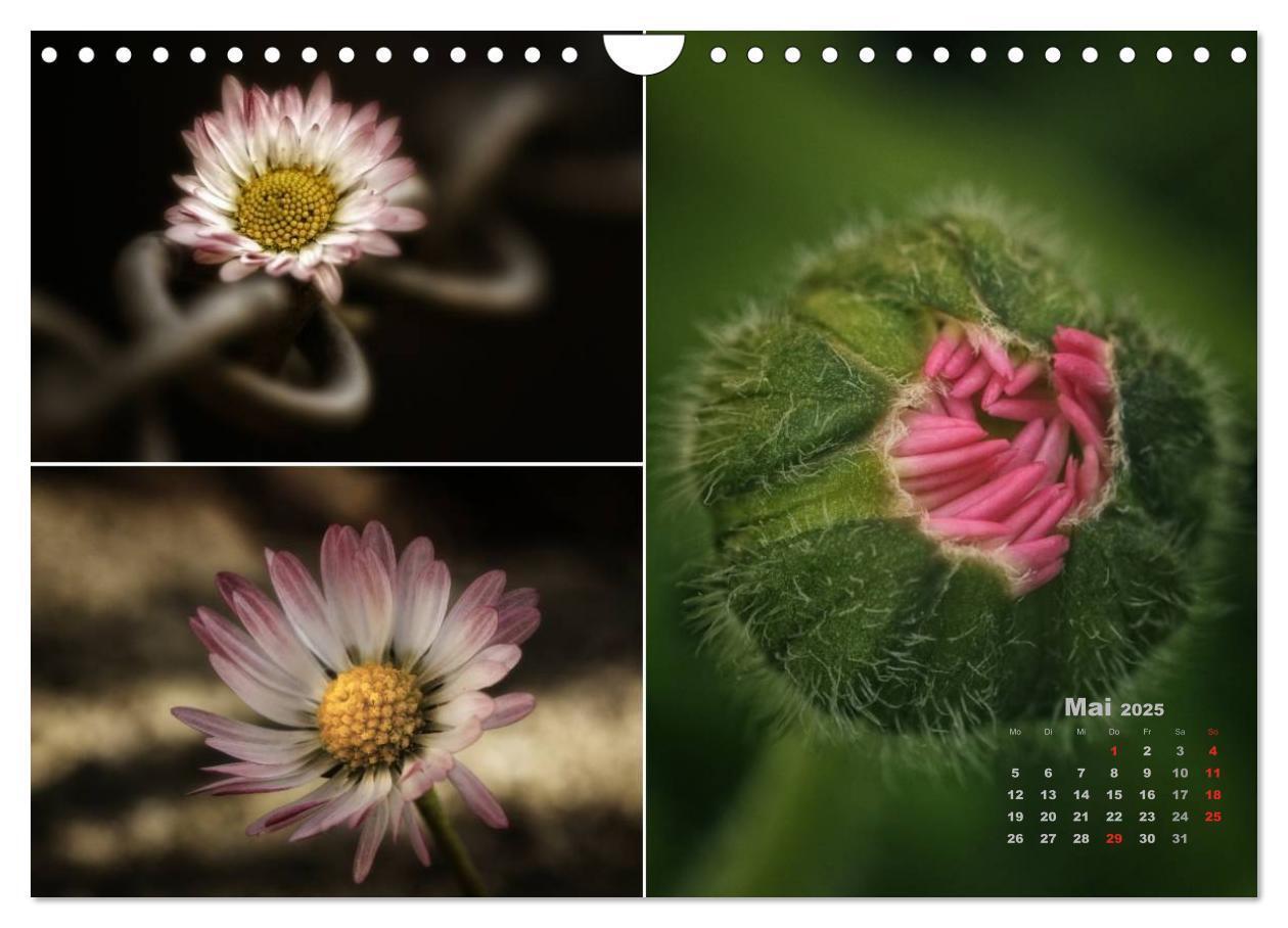 Bild: 9783435612406 | Blumenreise 2025 (Wandkalender 2025 DIN A4 quer), CALVENDO...