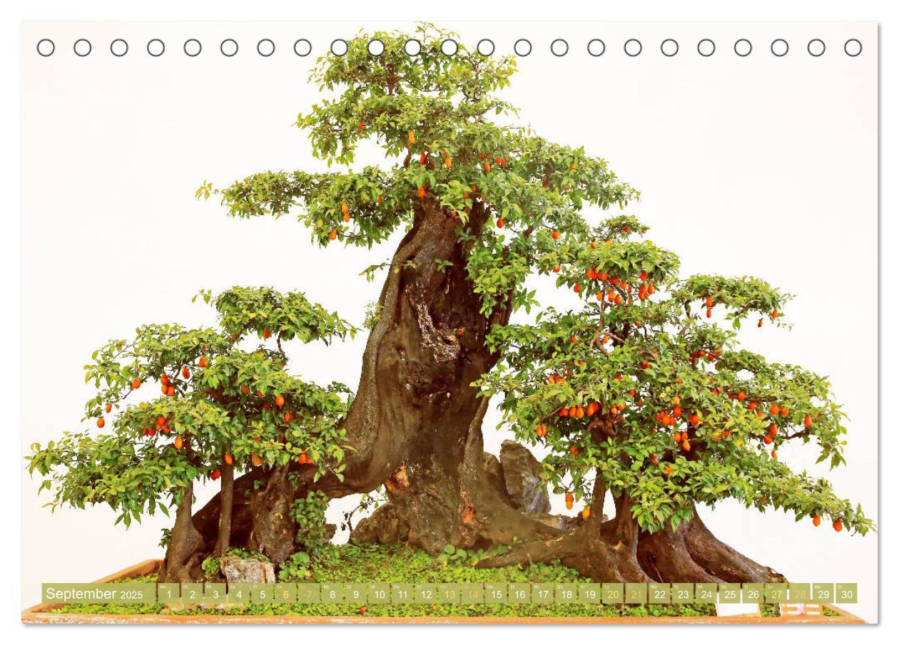 Bild: 9783457198148 | Gartenkunst aus Japan: Bonsai (Tischkalender 2025 DIN A5 quer),...