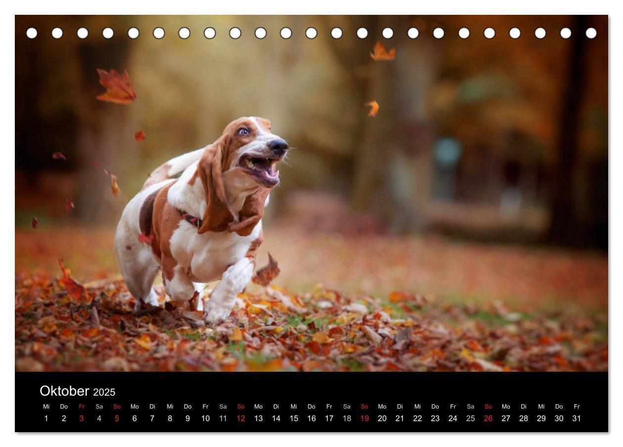 Bild: 9783457183113 | Der Basset, eine LANGE und besondere Liebe (Tischkalender 2025 DIN...