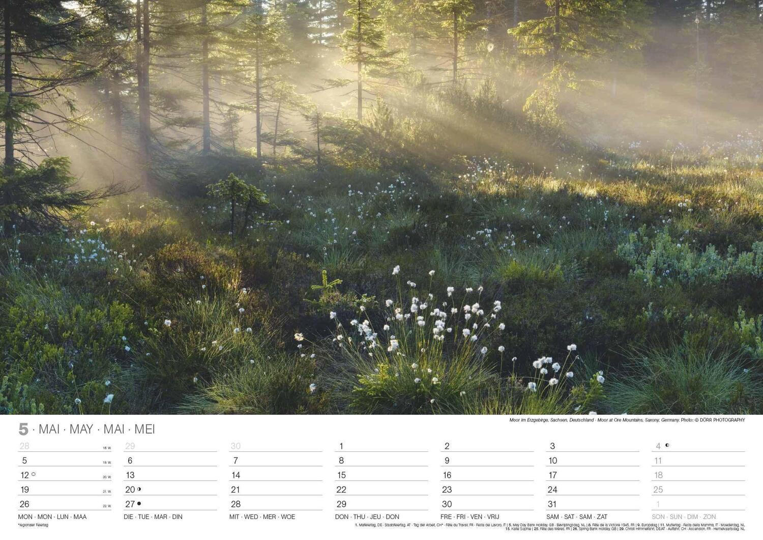 Bild: 4002725994271 | Malerische Wälder 2025 - Wand-Kalender - 42x29,7 - Wald - Natur | 2025