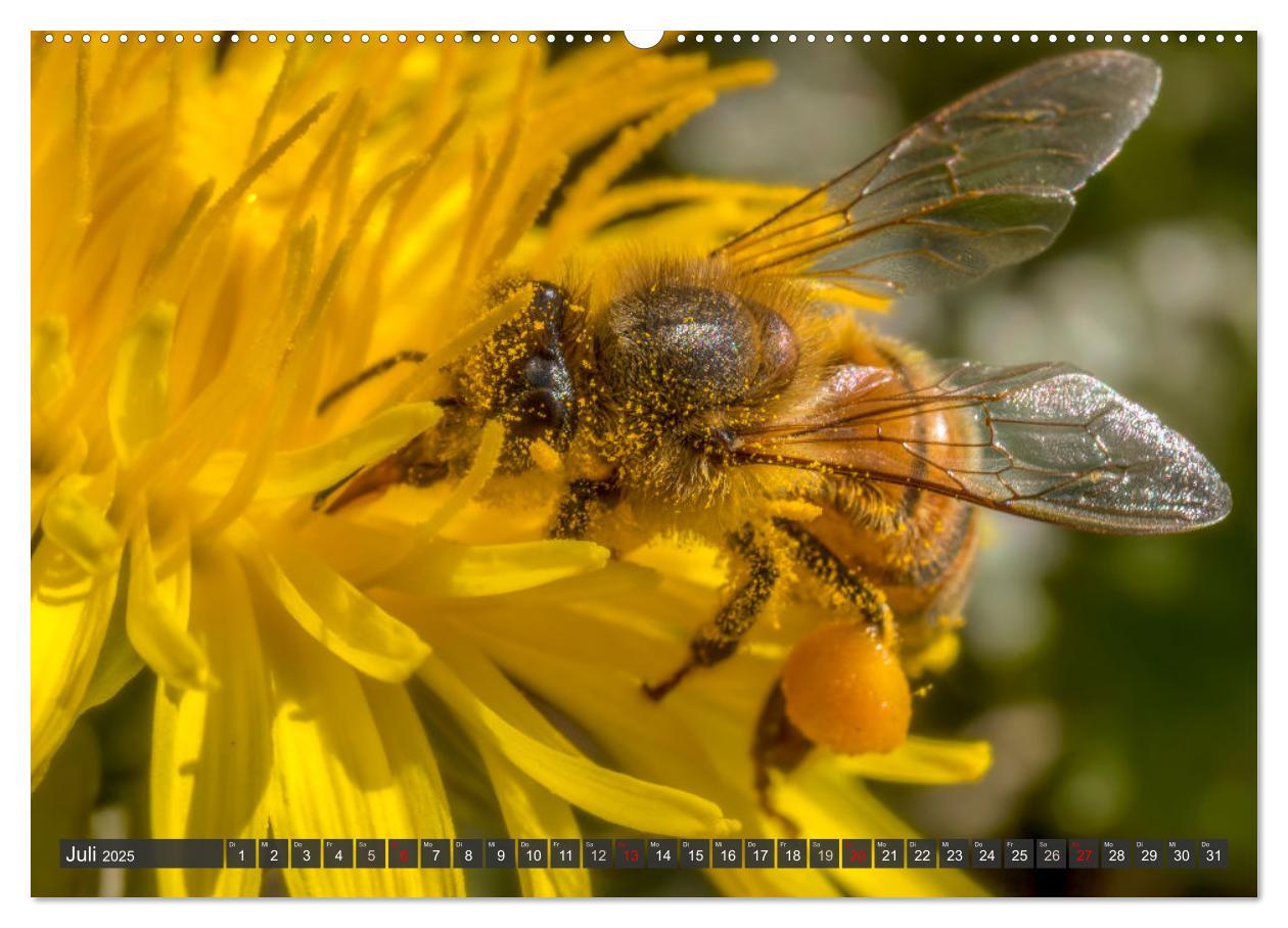 Bild: 9783383794384 | Sehe die Bienen (Wandkalender 2025 DIN A2 quer), CALVENDO...