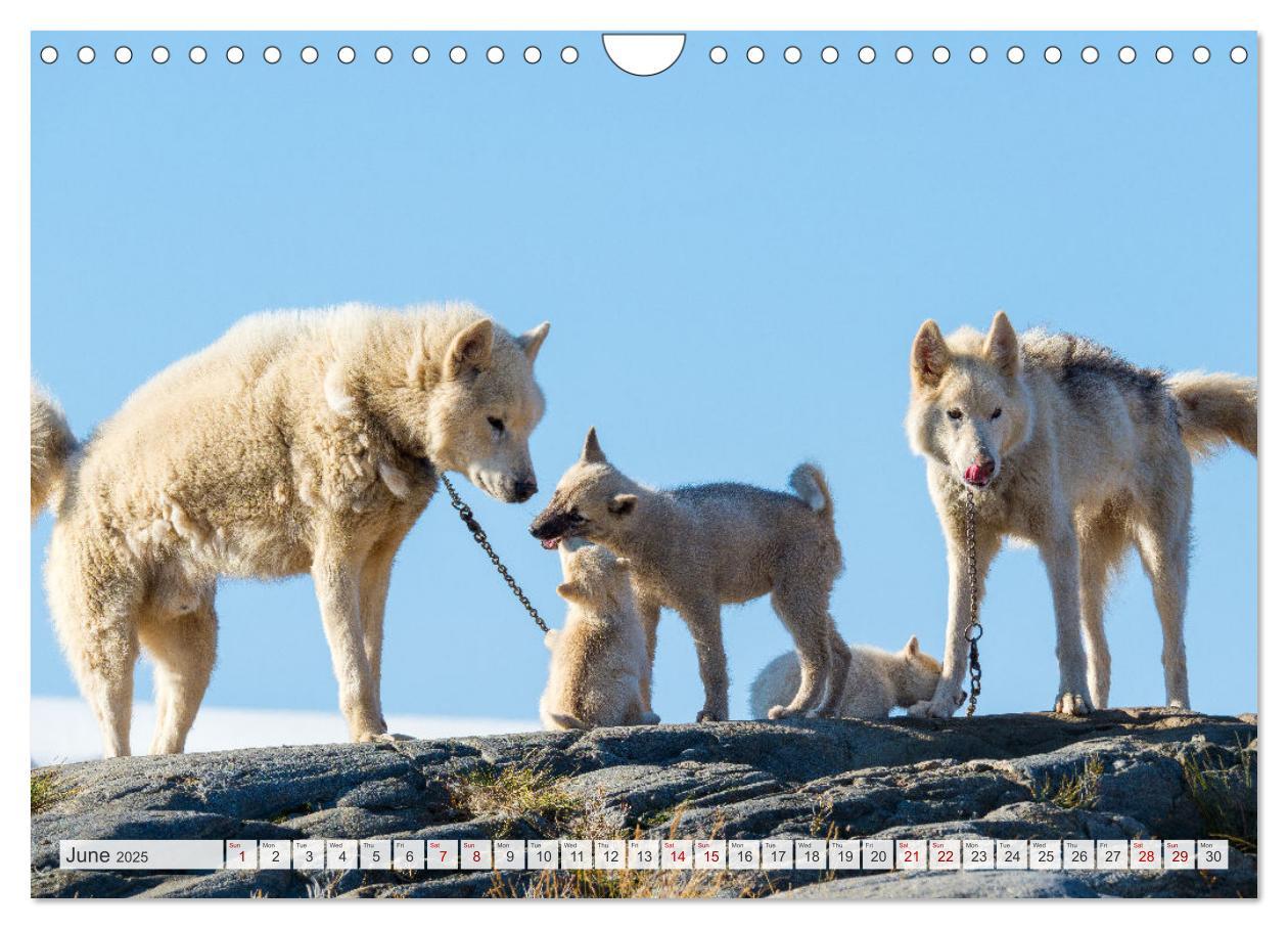 Bild: 9781325937998 | Greenland Dog - The Sled Dogs of Northern Greenland (Wall Calendar...