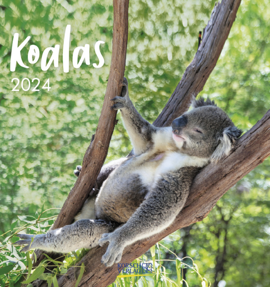 Cover: 9783731873242 | Koalas 2024 | Korsch Verlag | Kalender | Spiralbindung | 13 S. | 2024