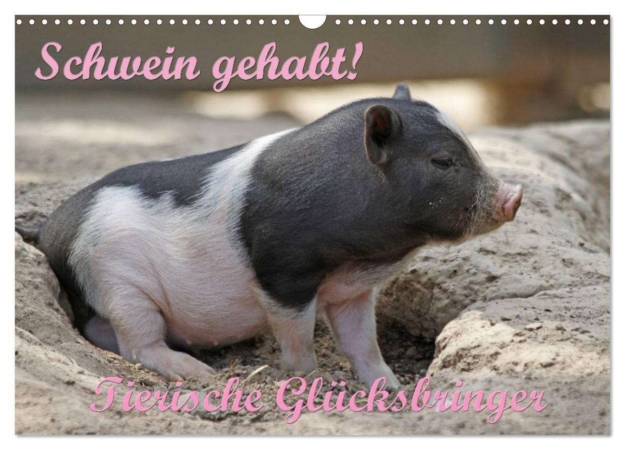 Cover: 9783383570643 | Schwein gehabt! (Wandkalender 2024 DIN A3 quer), CALVENDO...
