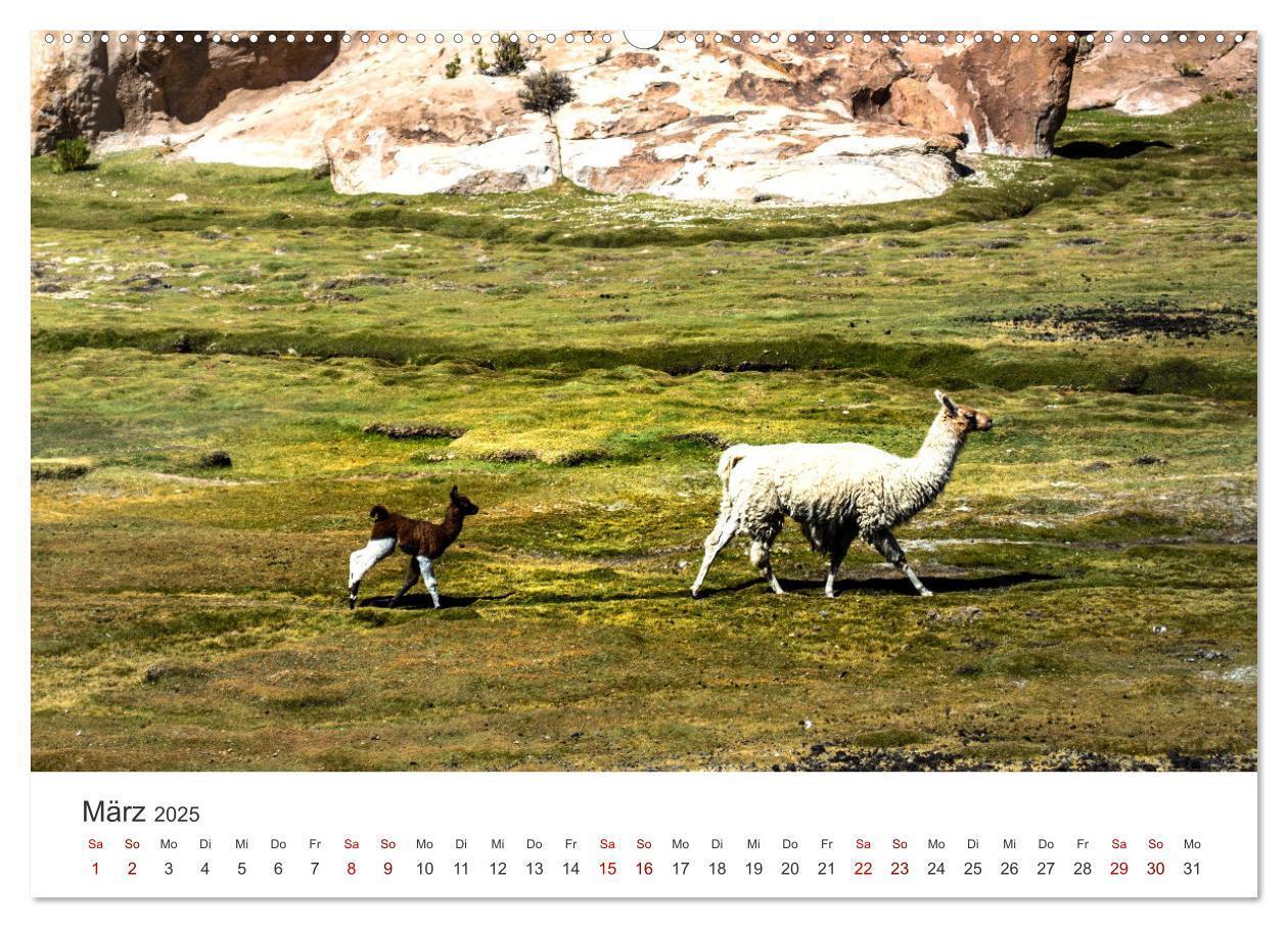 Bild: 9783435003068 | Lamas und Alpakas - Die weichen Neuweltkamele. (Wandkalender 2025...