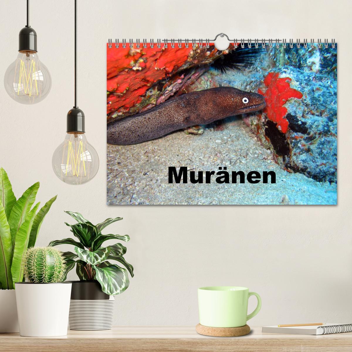 Bild: 9783435749546 | Muränen (Wandkalender 2025 DIN A4 quer), CALVENDO Monatskalender