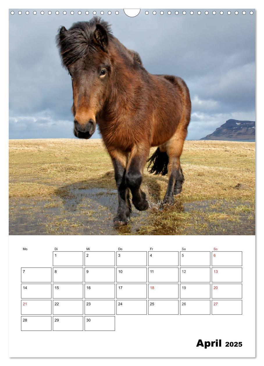 Bild: 9783457026335 | ISLANDPFERDE an der Küste von Snæfellsnes (Wandkalender 2025 DIN A3...