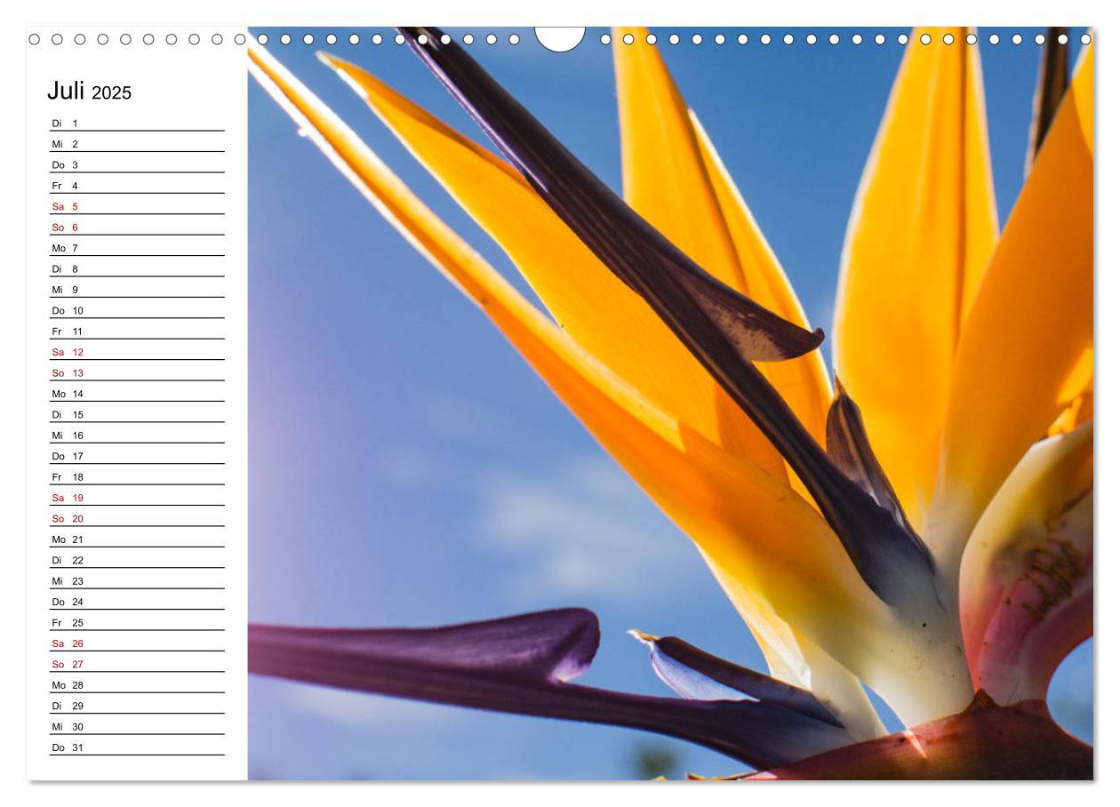 Bild: 9783435398553 | Strelitzien - die Paradiesvögel unter den Blumen (Wandkalender 2025...