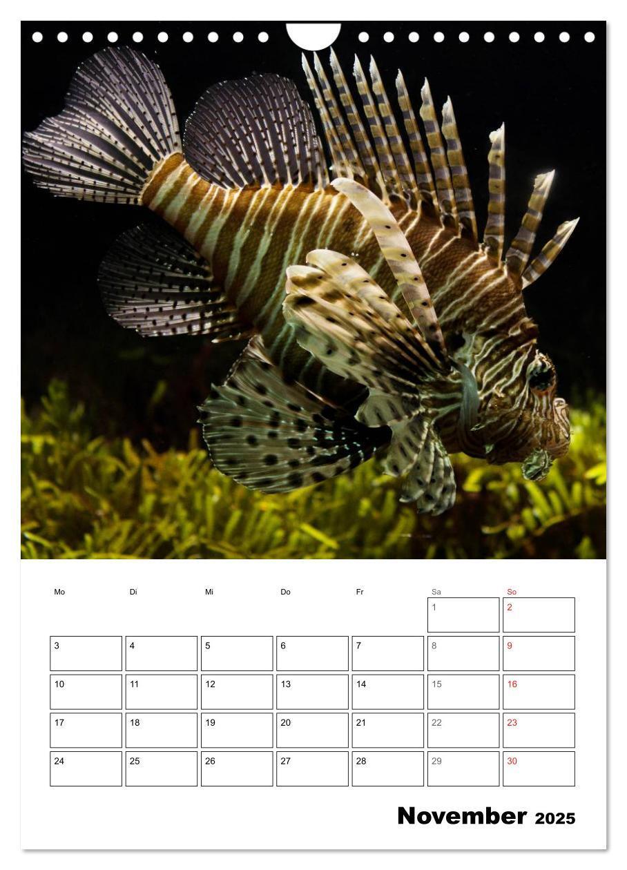 Bild: 9783457036006 | Zauberwelt. Fische, Korallen und Co. (Wandkalender 2025 DIN A4...