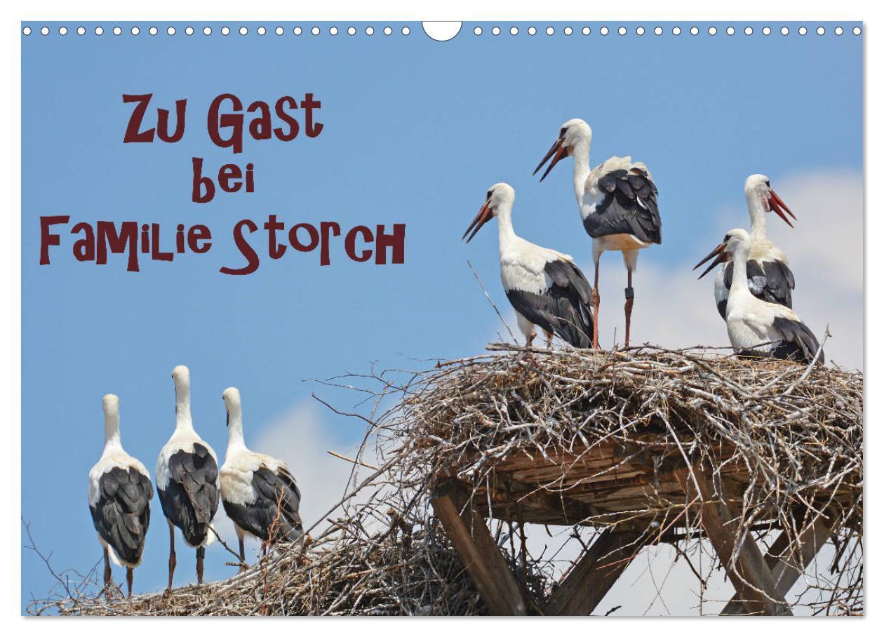 Cover: 9783435145348 | Zu Gast bei Familie Storch (Wandkalender 2025 DIN A3 quer),...