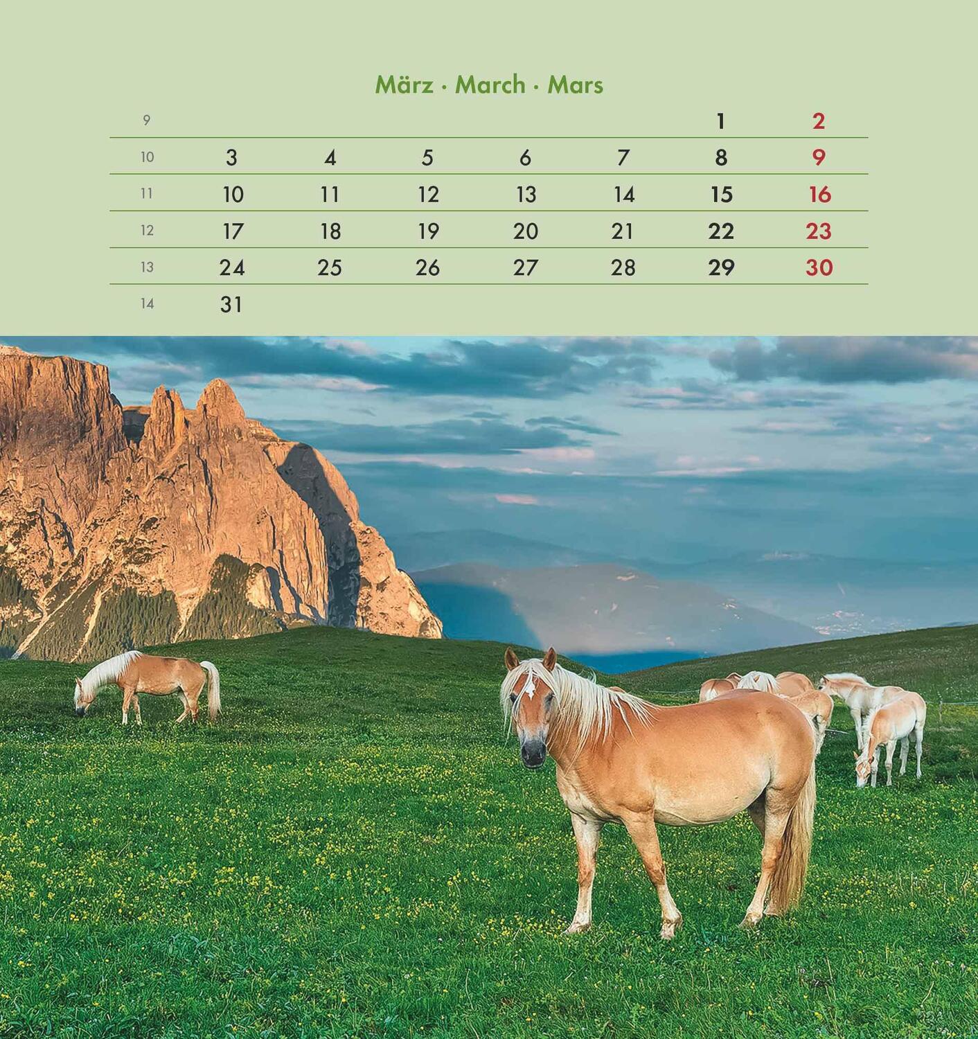 Bild: 4251732342302 | Pferde 2025 - Postkartenkalender 16x17 cm - Horses - zum Aufstellen...