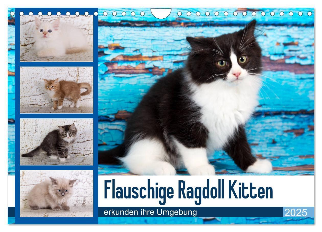 Cover: 9783435341627 | Flauschige Ragdoll Kitten (Wandkalender 2025 DIN A4 quer), CALVENDO...