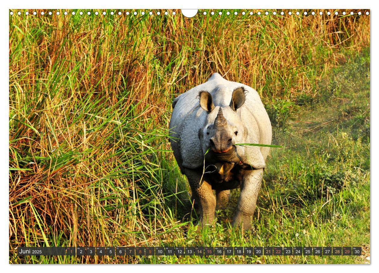 Bild: 9783435817092 | Tiere Indiens close up (Wandkalender 2025 DIN A3 quer), CALVENDO...