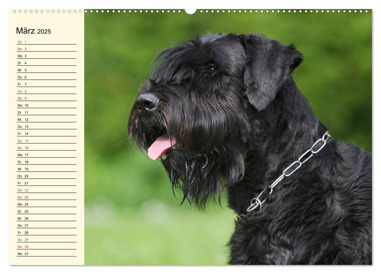 Bild: 9783435538799 | Treuer Freund Riesenschnauzer (hochwertiger Premium Wandkalender...