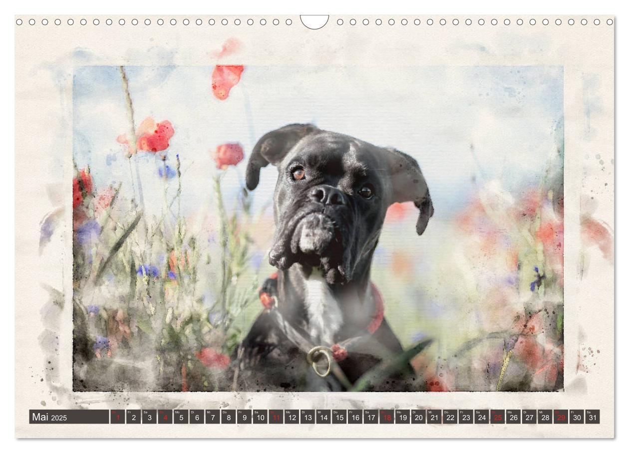 Bild: 9783435134281 | Boxer Photo&amp;Kunst (Wandkalender 2025 DIN A3 quer), CALVENDO...