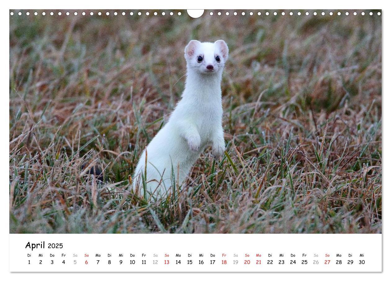 Bild: 9783435494446 | Hermelin - das wieselflinke Raubtier (Wandkalender 2025 DIN A3...