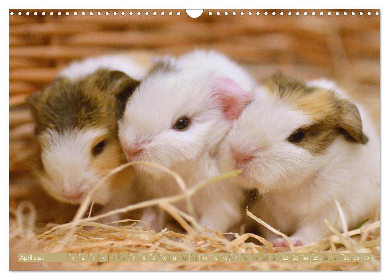 Bild: 9783435079360 | BABY Meerschweinchen Traumhaft süß (Wandkalender 2025 DIN A3 quer),...