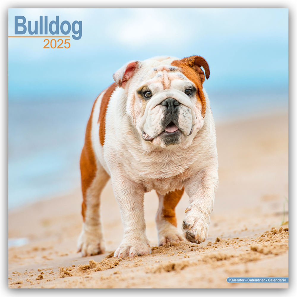 Cover: 9781804603246 | Bulldog - Bulldoggen 2025 - 16-Monatskalender | Ltd | Kalender | 13 S.