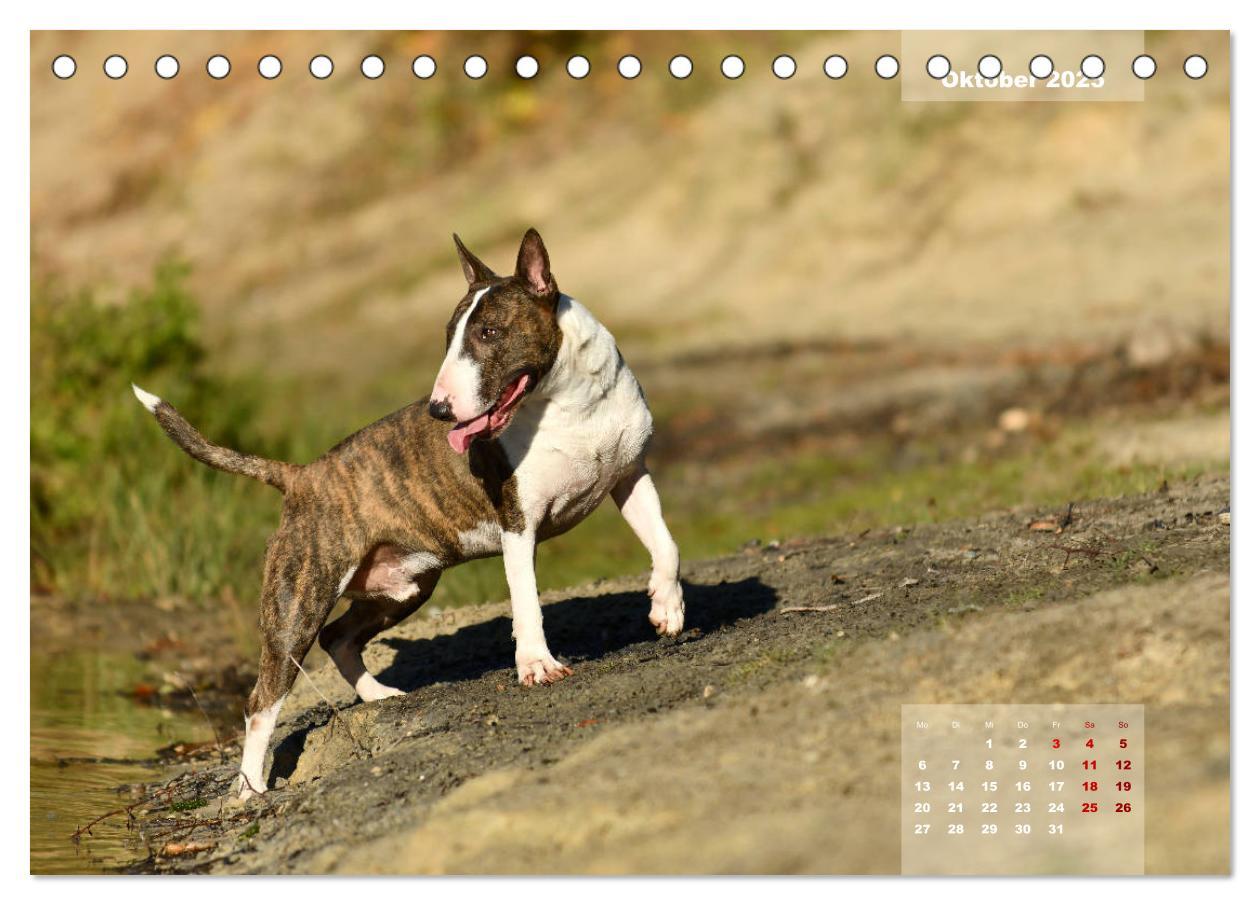 Bild: 9783435340330 | Bullterrier 2025 Frech und fröhlich durch das Jahr (Tischkalender...