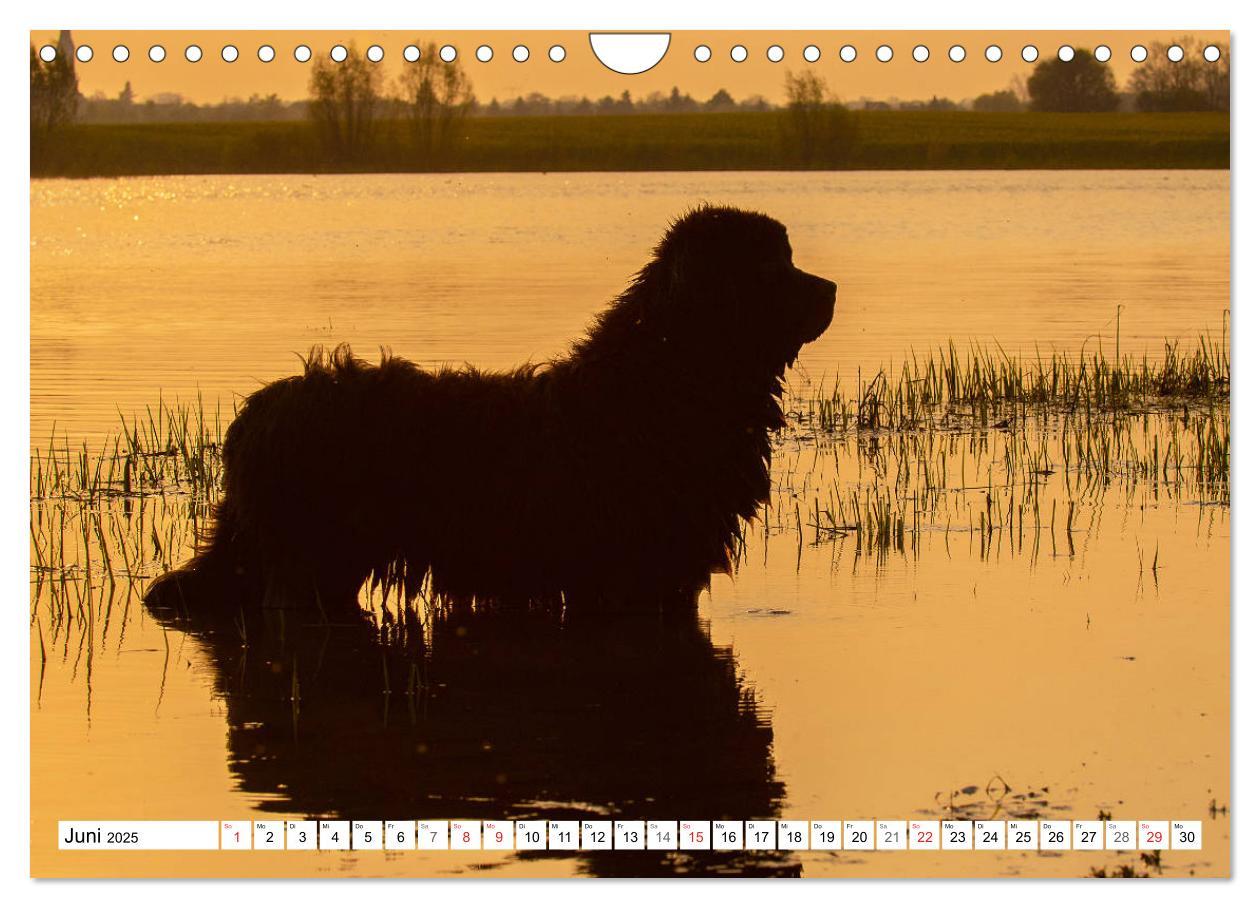 Bild: 9783435311286 | Neufundländer - Ein bärenstarker Freund (Wandkalender 2025 DIN A4...