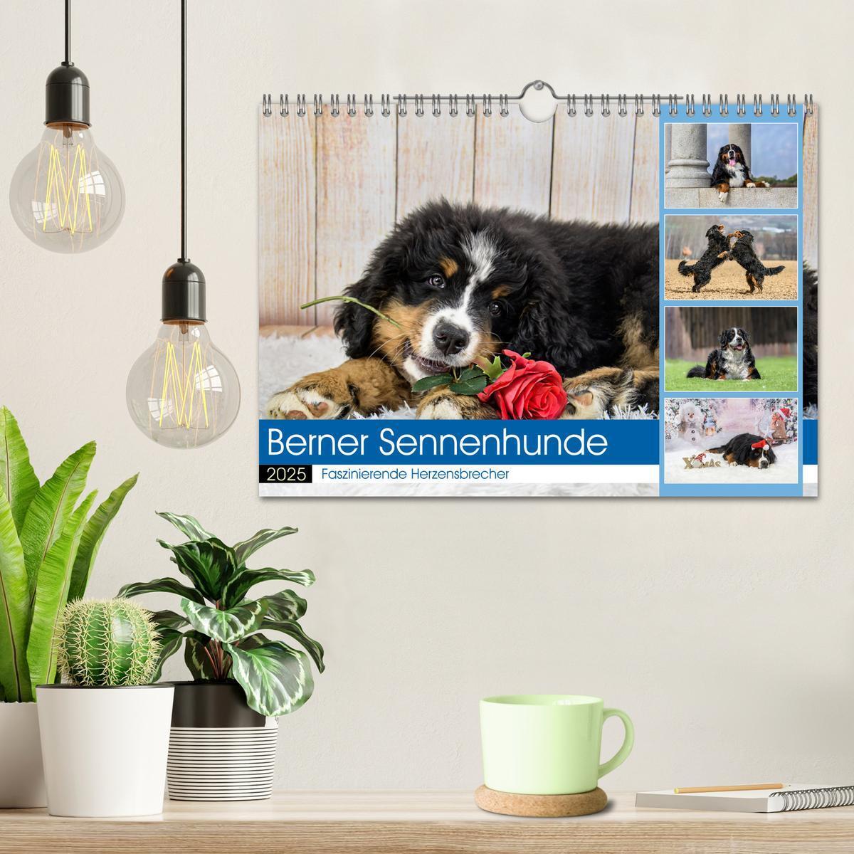 Bild: 9783457182475 | Berner Sennenhunde - Faszinierende Herzensbrecher (Wandkalender...