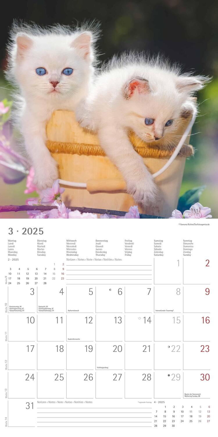 Bild: 4251732340681 | Katzenbabys 2025 - Broschürenkalender 30x30 cm (30x60 geöffnet) -...