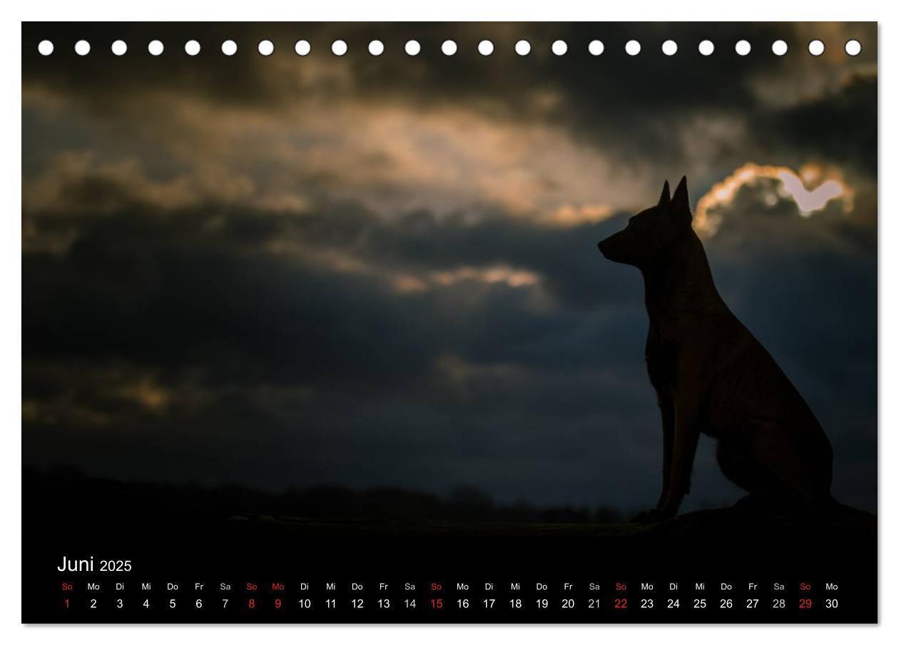 Bild: 9783435633012 | Belgische Schäferhunde - Der Malinois im Licht (Tischkalender 2025...