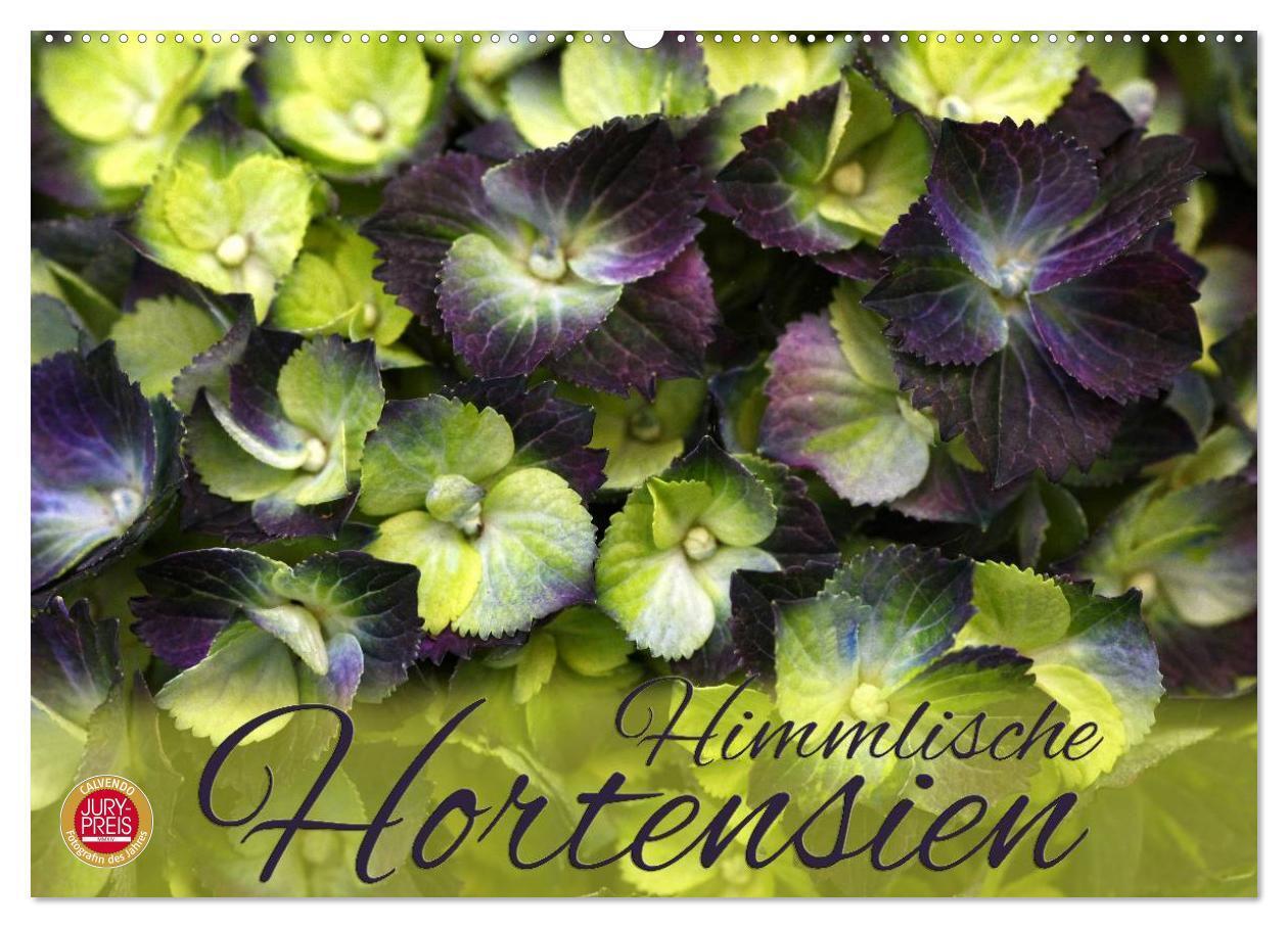 Cover: 9783435650651 | Himmlische Hortensien (Wandkalender 2025 DIN A2 quer), CALVENDO...