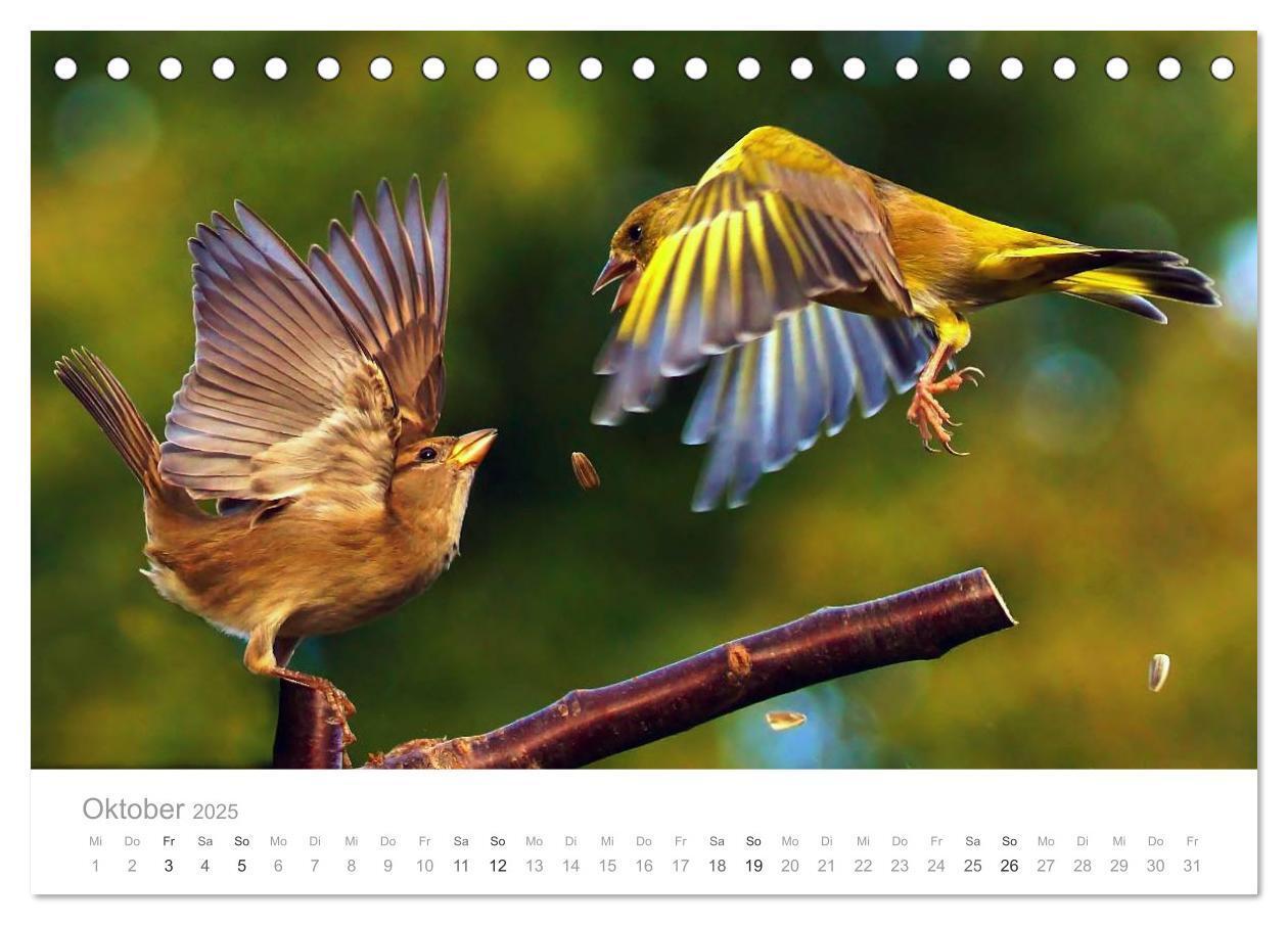 Bild: 9783435749720 | Vögel in unseren Gärten 2025 (Tischkalender 2025 DIN A5 quer),...