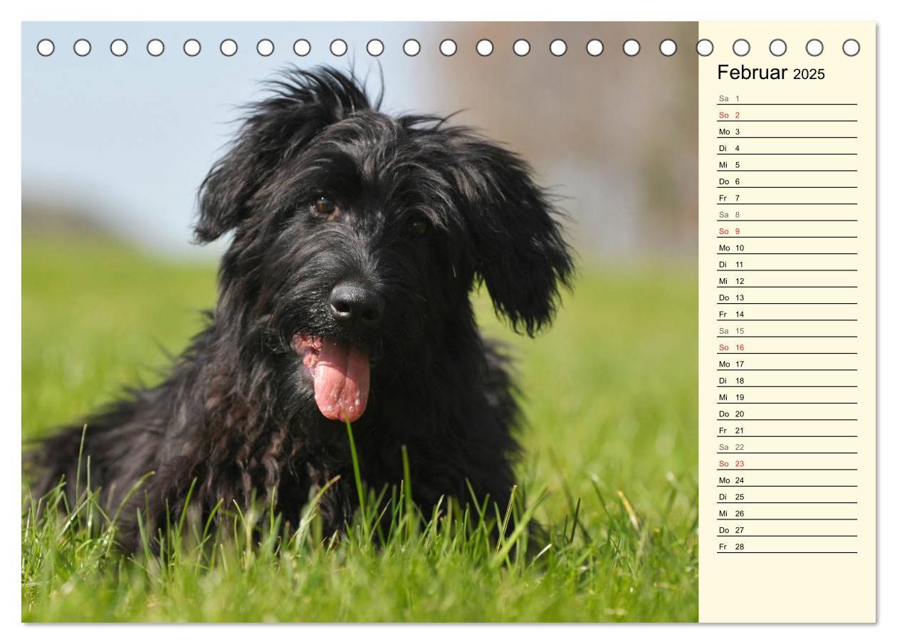 Bild: 9783435540587 | Altdeutsche Hütehunde - Fast vergessen (Tischkalender 2025 DIN A5...