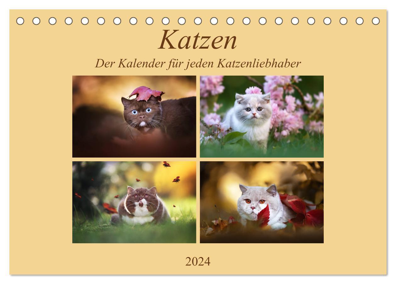 Cover: 9783675562219 | Katzen - Der Kalender für jeden Katzenliebhaber (Tischkalender 2024...