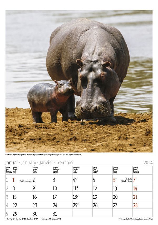 Bild: 9783731869009 | Tierkinder 2024 | Korsch Verlag | Kalender | Spiralbindung | 13 S.