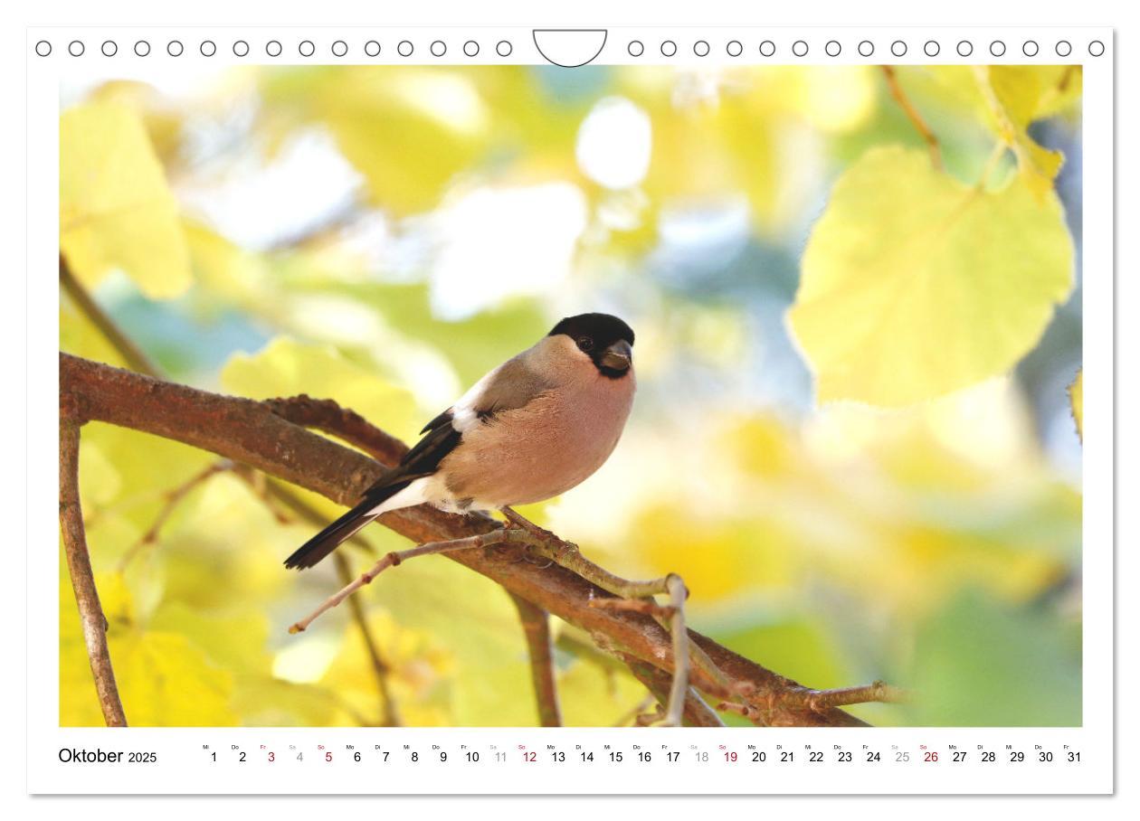 Bild: 9783435080915 | Dompfaff, Blutfink, Gimpel (Wandkalender 2025 DIN A4 quer),...