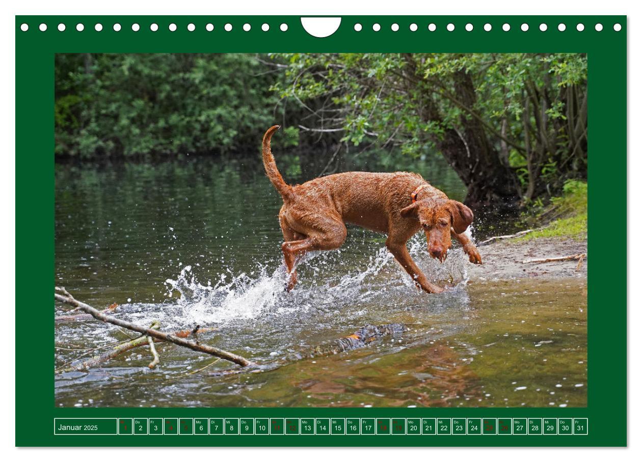 Bild: 9783383962295 | Faszination Magyar Vizsla am See (Wandkalender 2025 DIN A4 quer),...