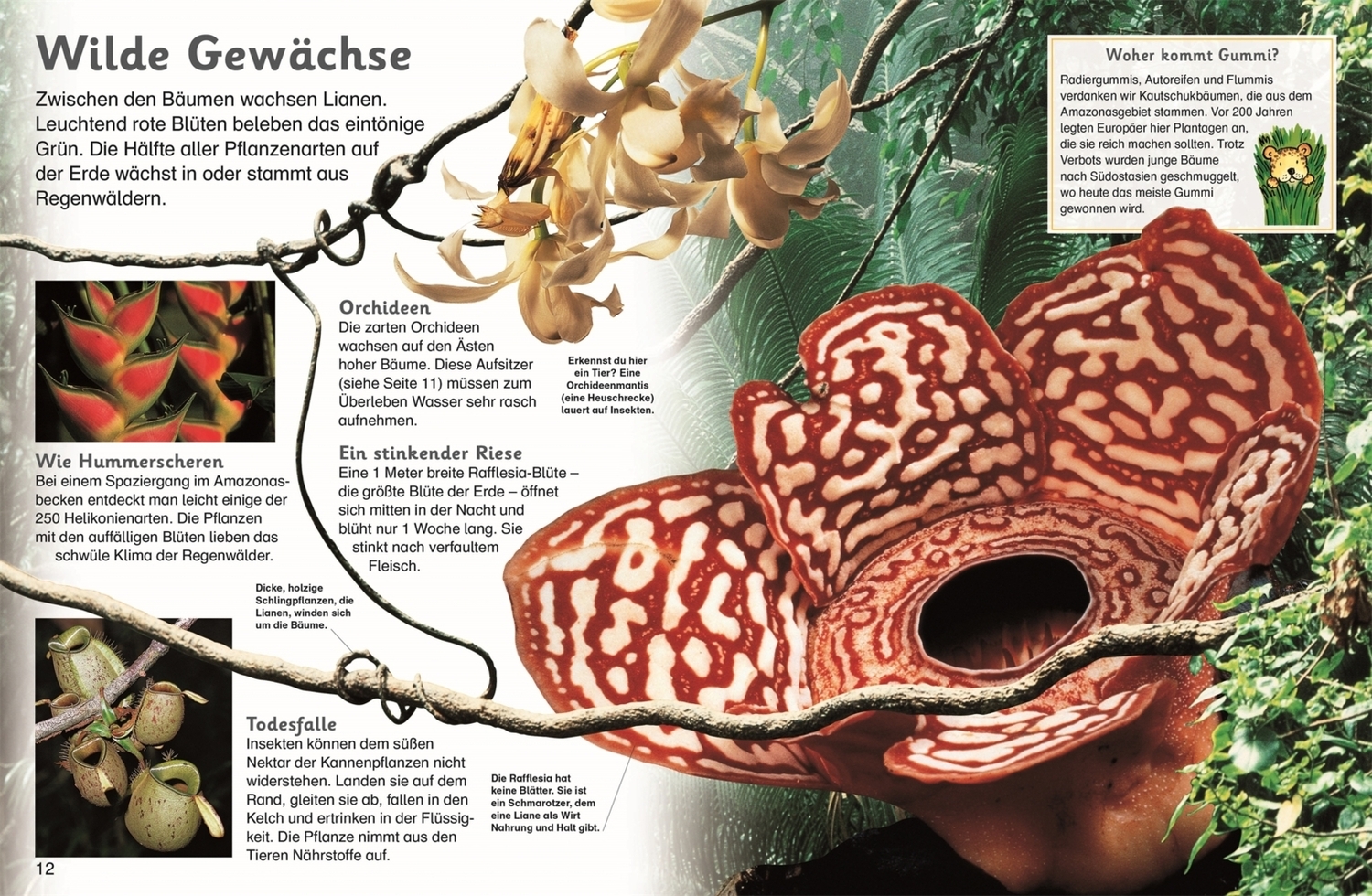 Bild: 9783831027071 | Regenwald | Leben im Dschungel | Buch | 56 S. | Deutsch | 2015