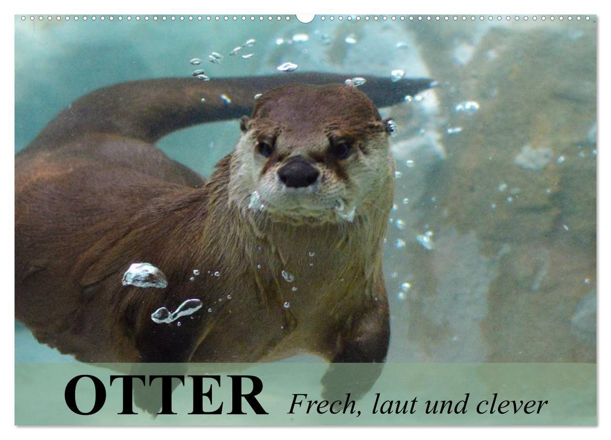 Cover: 9783435605323 | Otter. Frech, laut und clever (Wandkalender 2025 DIN A2 quer),...