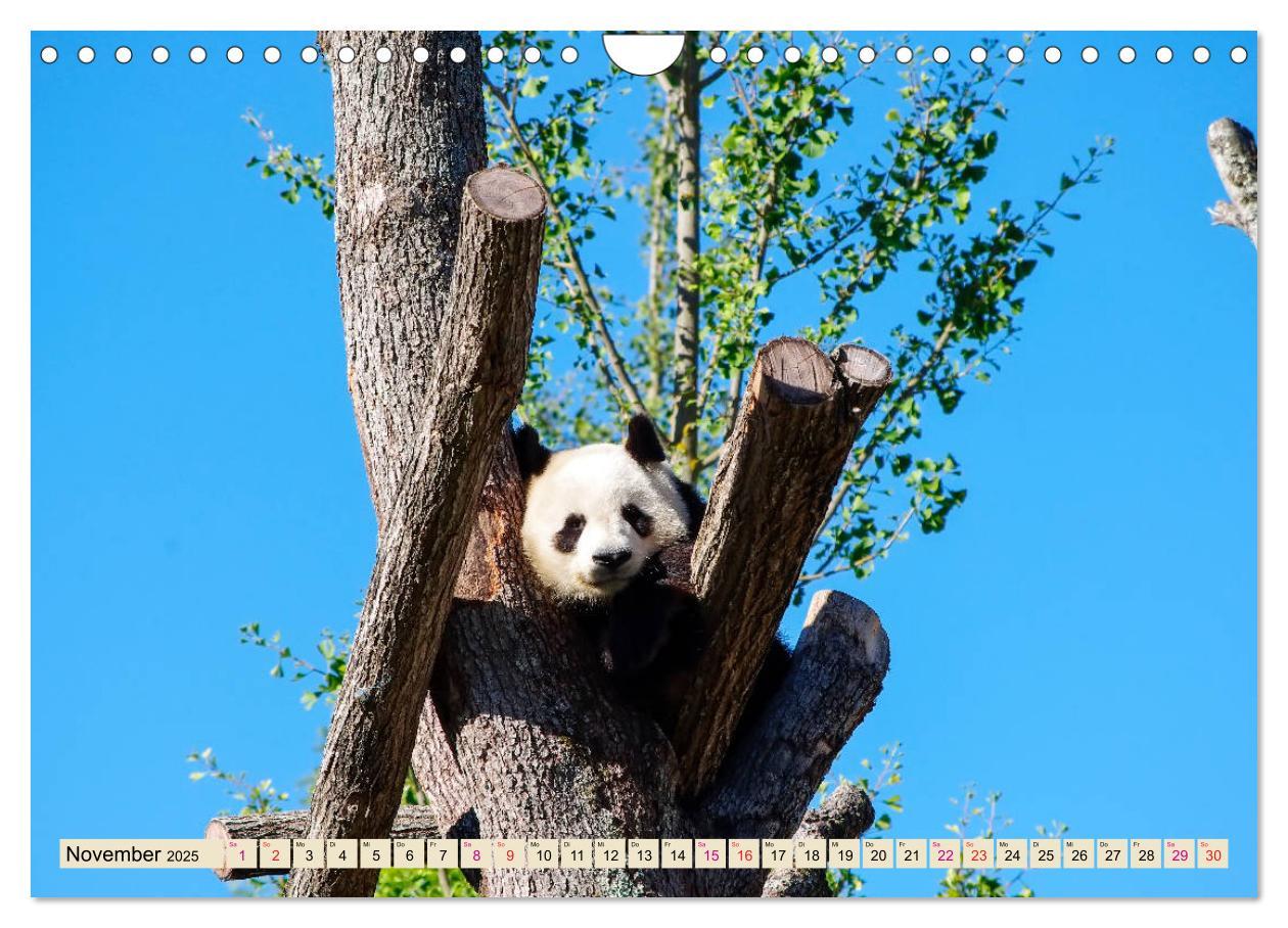 Bild: 9783435372058 | Niedlicher Panda (Wandkalender 2025 DIN A4 quer), CALVENDO...