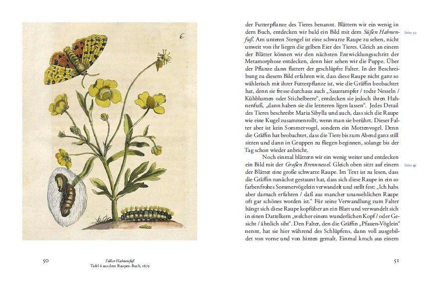 Bild: 9783791381480 | Maria Sibylla Merians Reise zu den Schmetterlingen | Boris Friedewald
