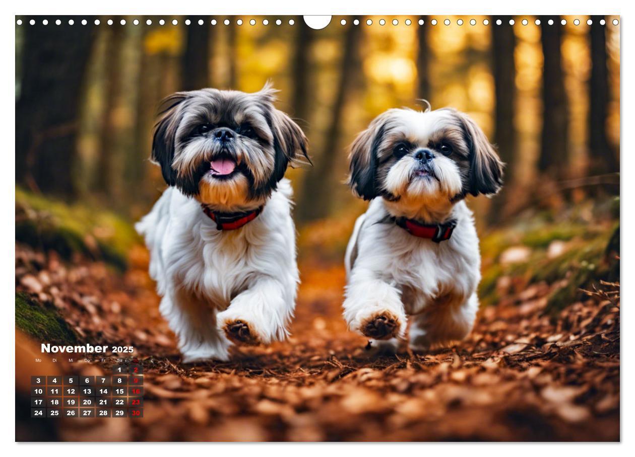 Bild: 9783435646555 | Shih Tzu - der wuschelige Hund aus Tibet (Wandkalender 2025 DIN A3...