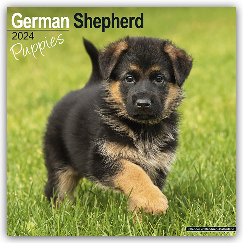 Cover: 9781804601112 | German Shepherd Puppies - Deutsche Schäferhund Welpen 2024 -...
