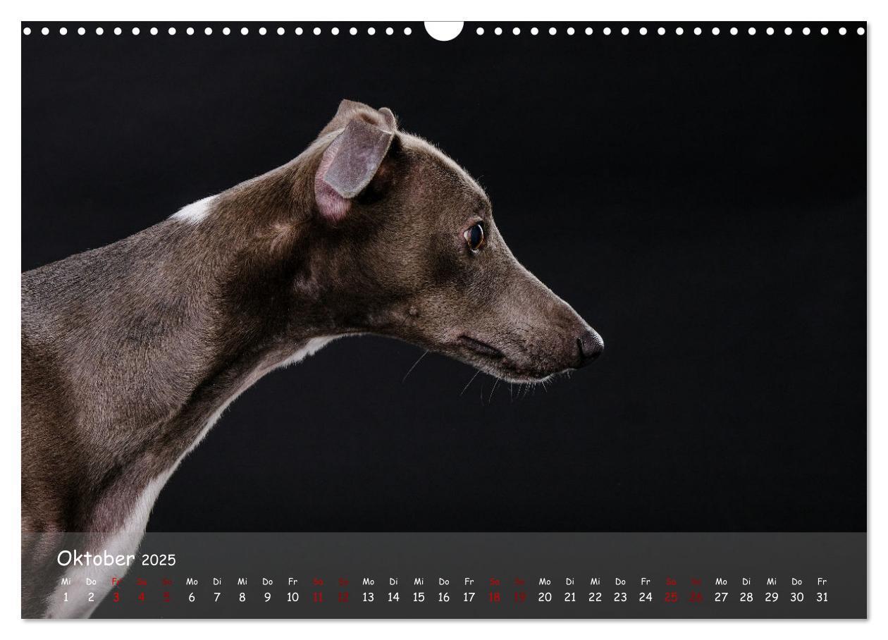 Bild: 9783383889783 | Whippets - Seelenhunde fürs Leben (Wandkalender 2025 DIN A3 quer),...