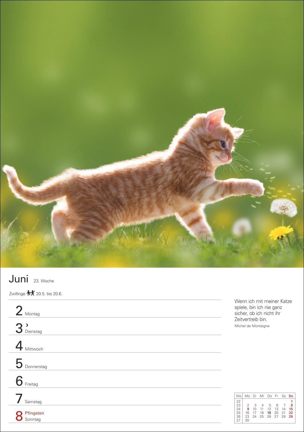 Bild: 9783840033995 | Katzen Wochenplaner 2025 - 53 Blatt mit Zitaten und Wochenchronik